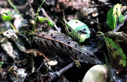 被残食得叶片