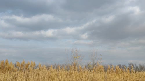 天空，草丛