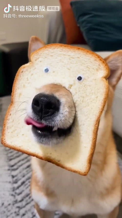 面包dog