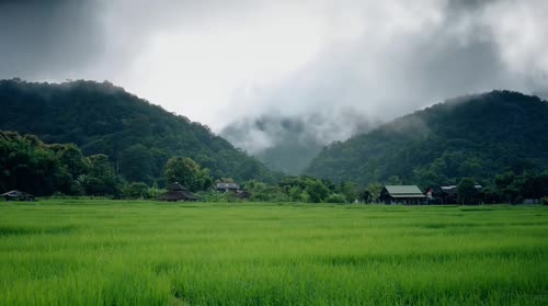 乡野