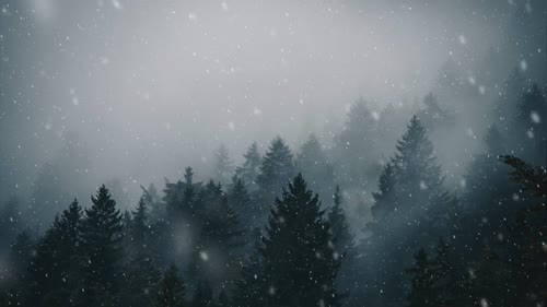 Snowfall in Forest