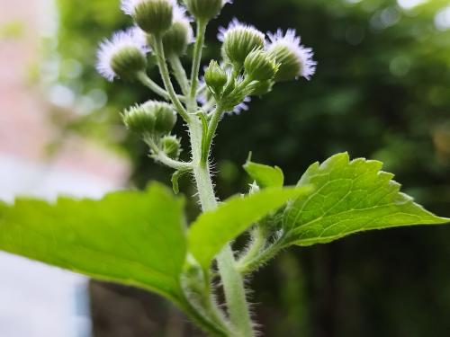 小野花